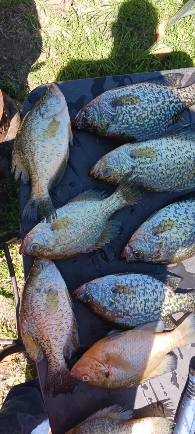 Crappie and redear