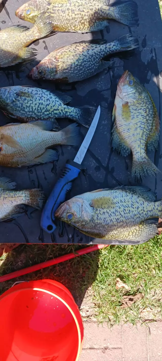 Crappie