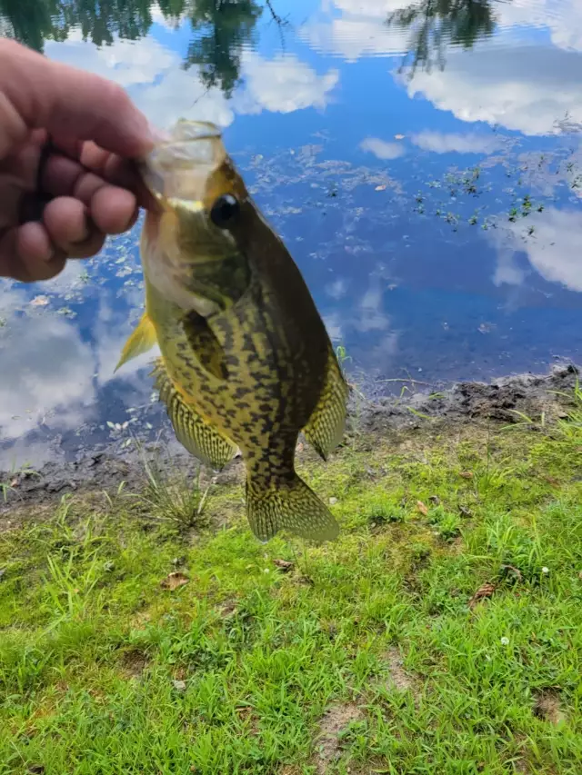 Crappie