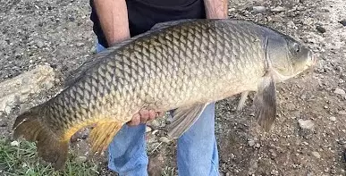 25.5 lb carp