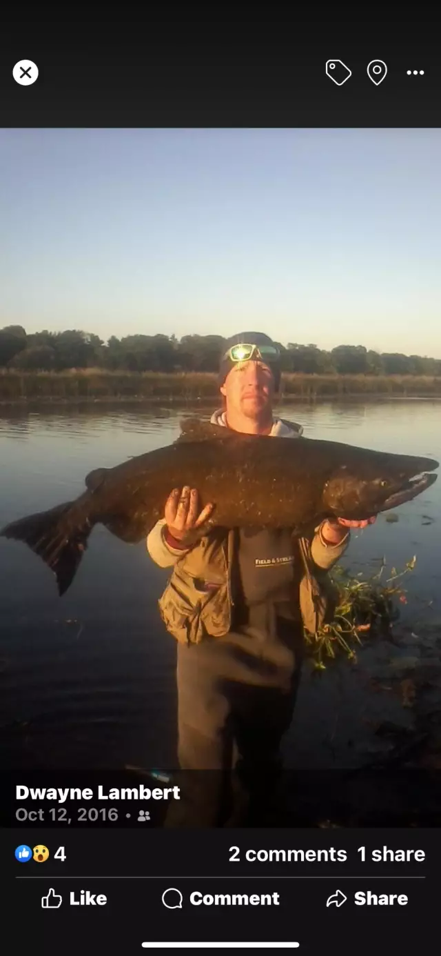 King salmon running out of the lake Ontario!