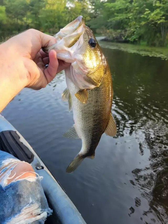 Bass