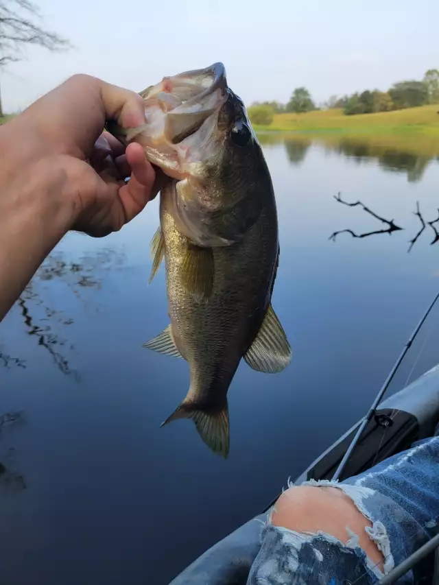 Bass