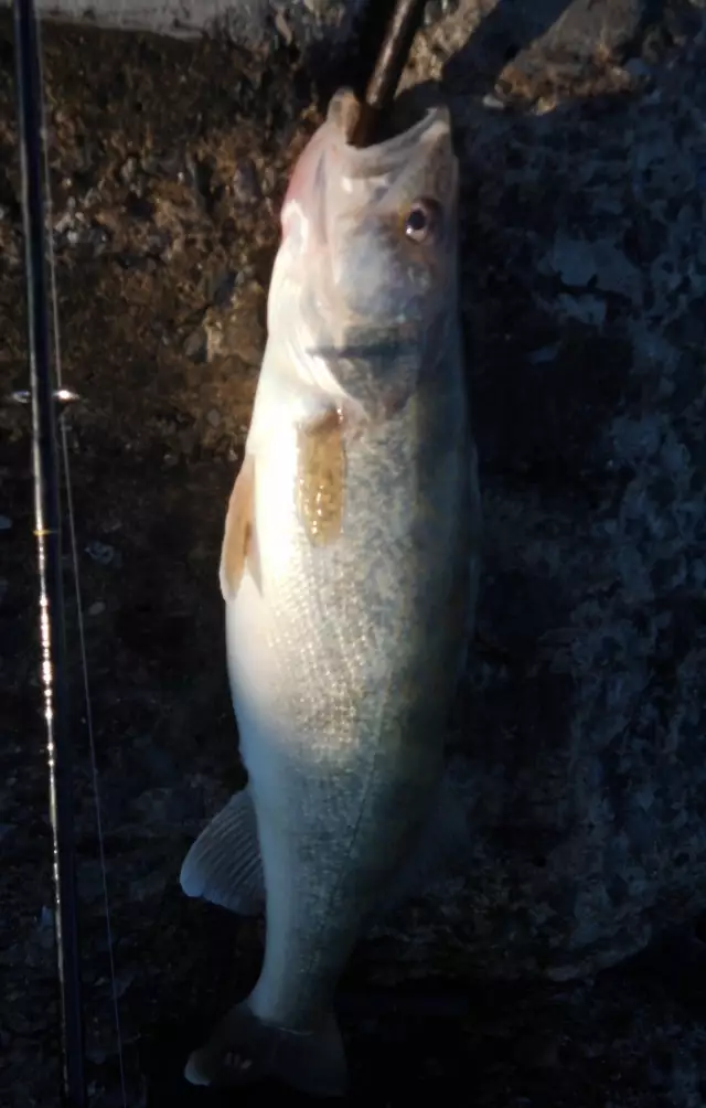 1 lonely pickerel and 2 Sheepshead Thursday. Aug. 08