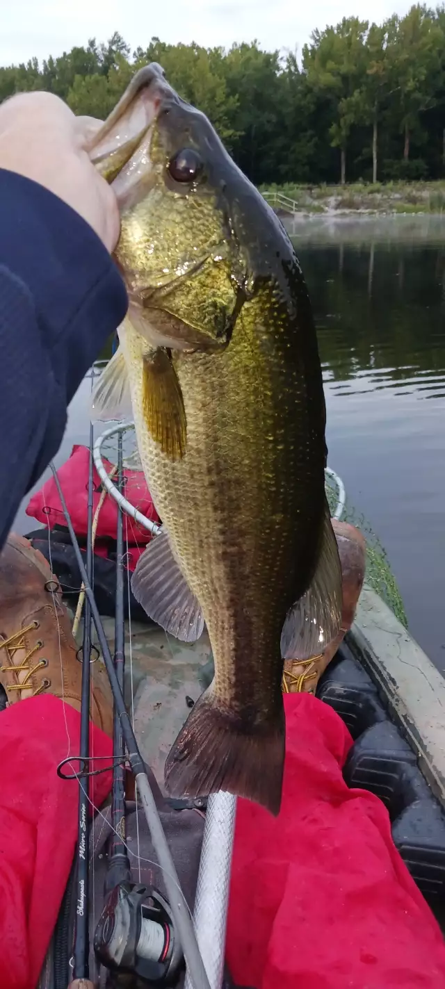 Lmb