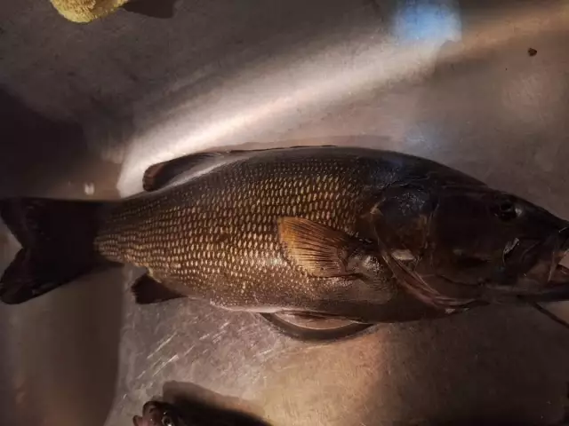 Black bass