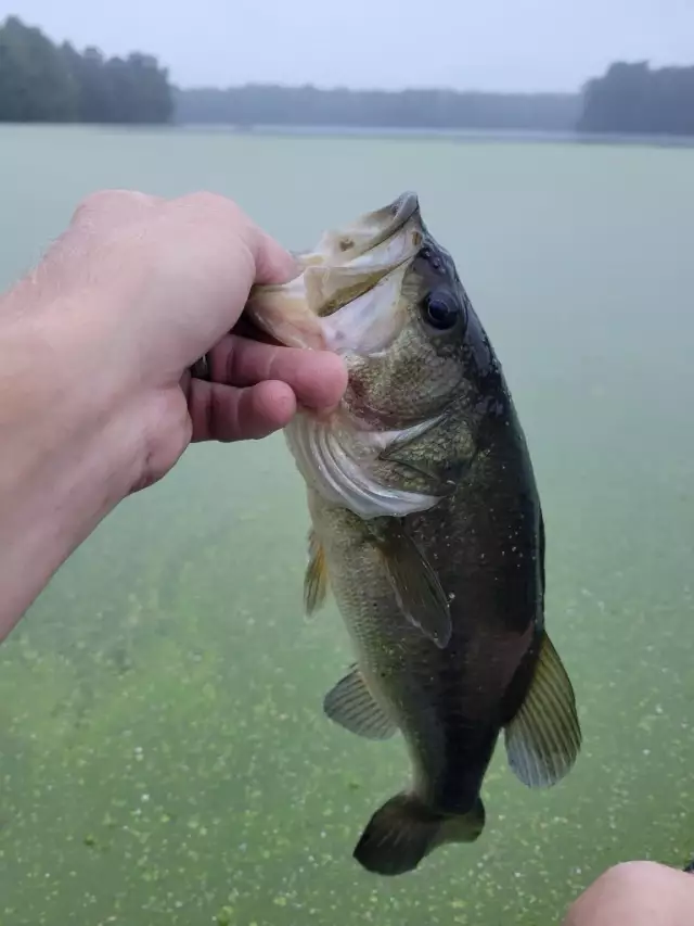 Bass