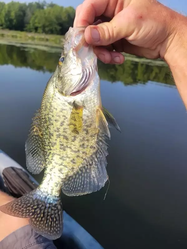 Crappie