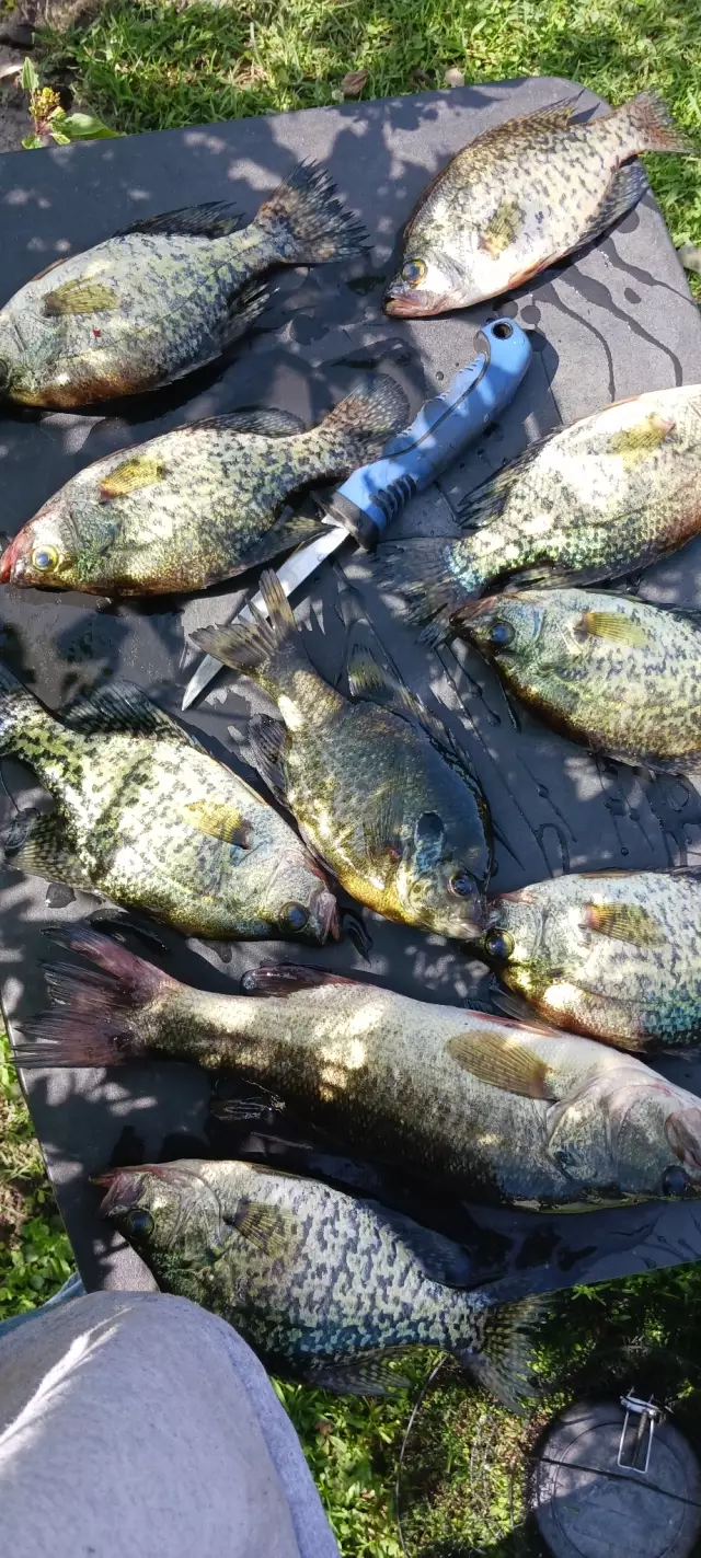 Lmb and crappie