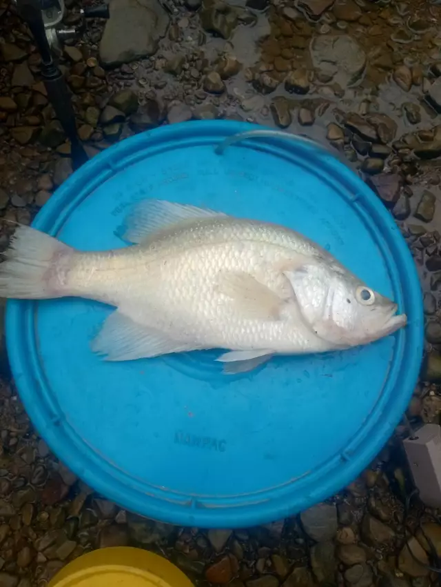 White crappie in Vermillion River