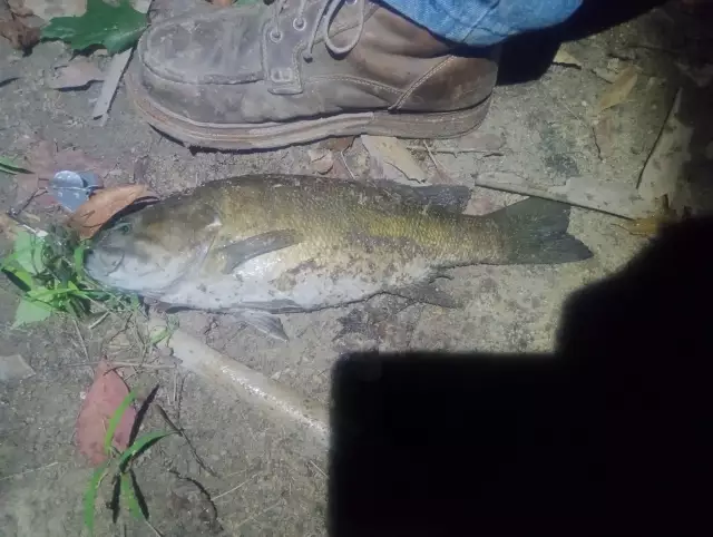 Fat smallie