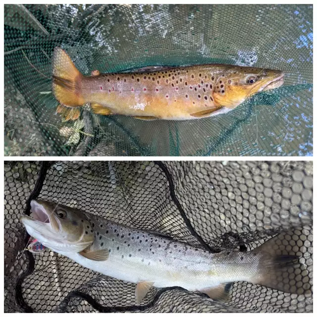 Brown trout