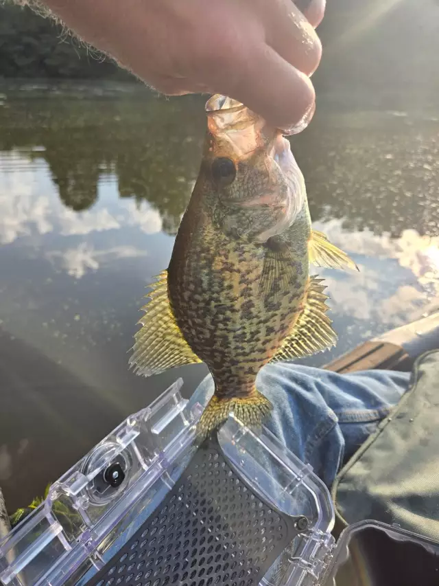 Crappie