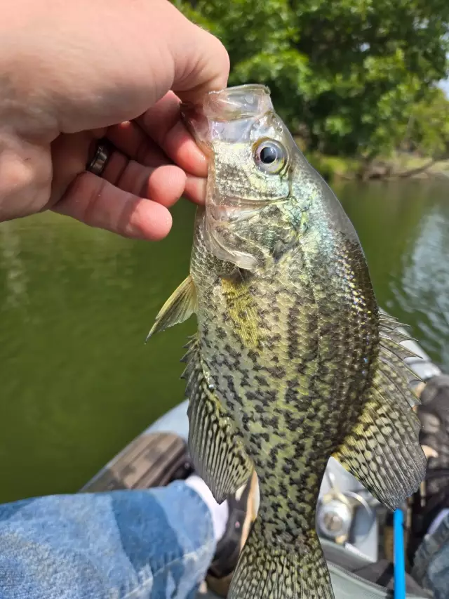 Crappie