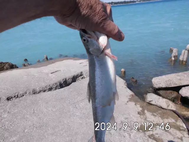 a pan fry rainbow trout