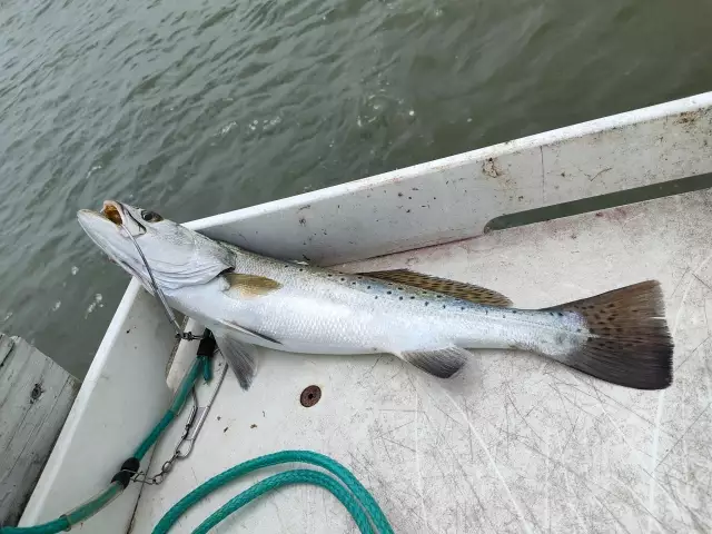 17 inch Spotted Trout.