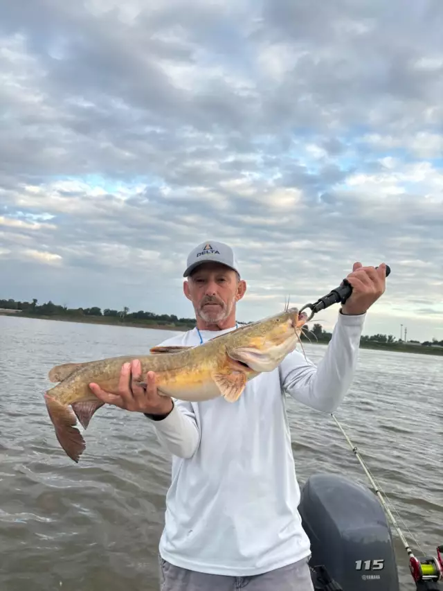 9 lb yellow cat