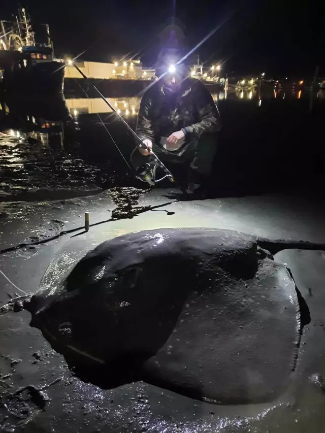 1.25m across short tail ray