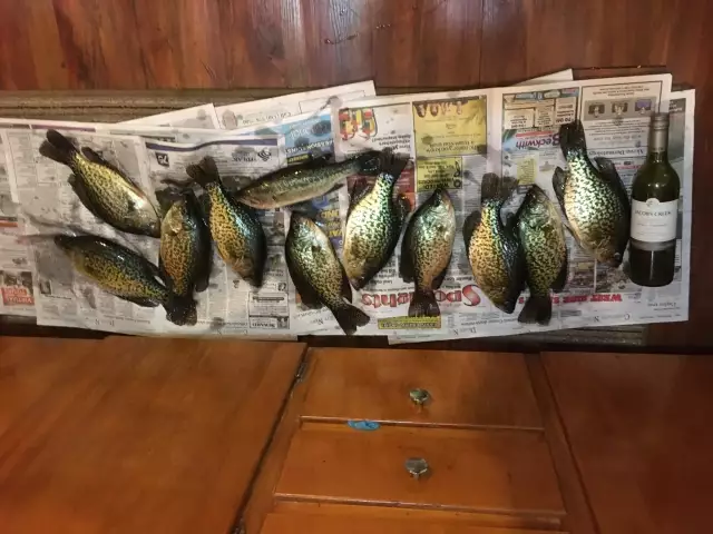 Crappie