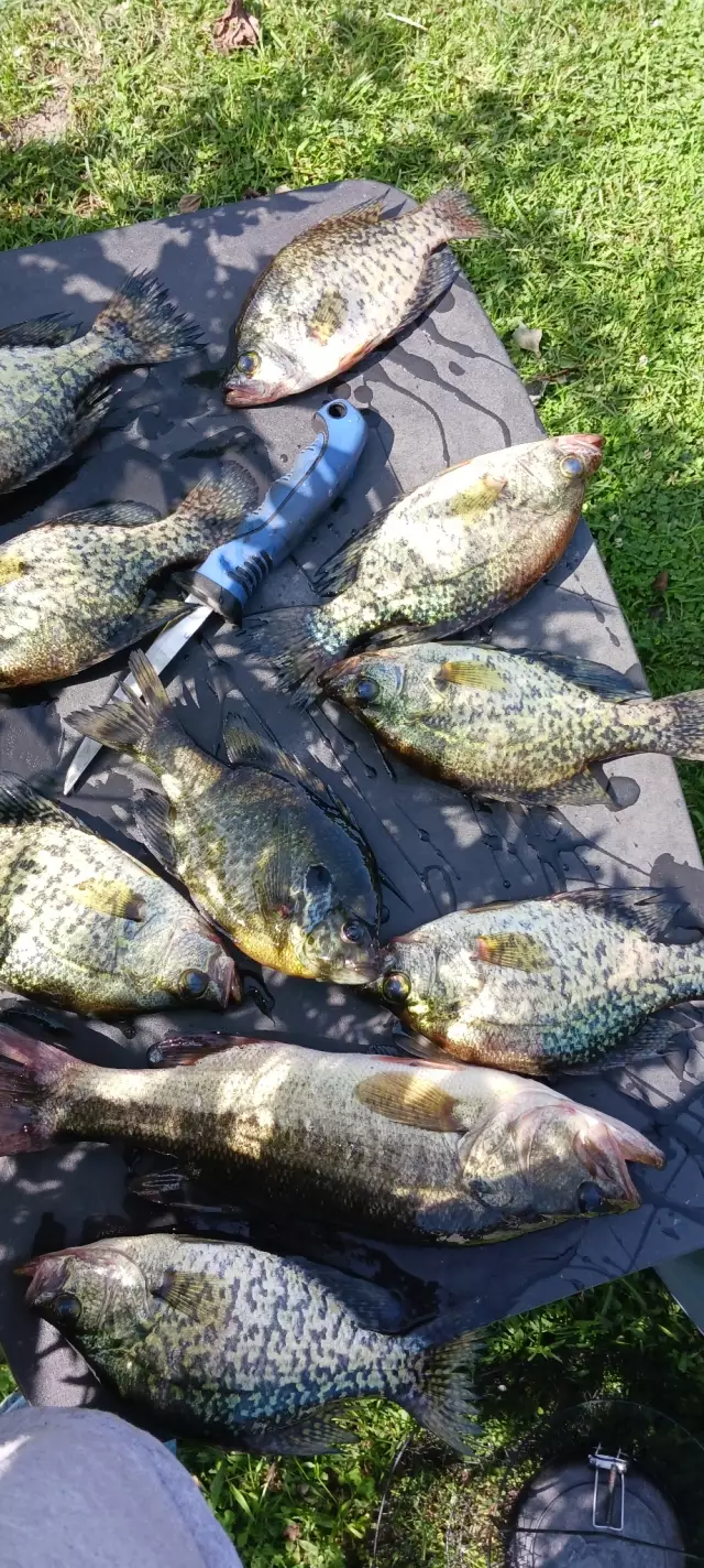 Crappie and lmb