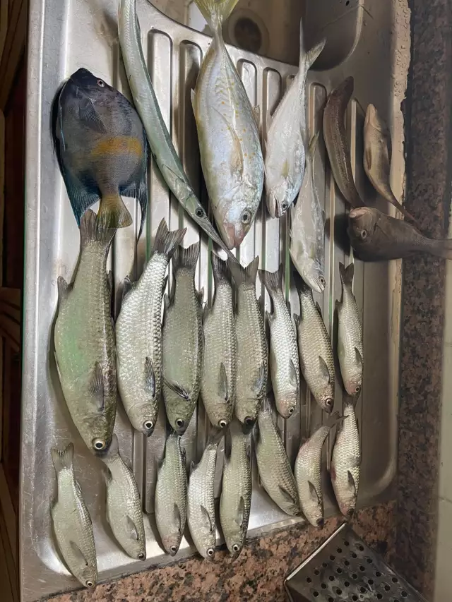 Fish day