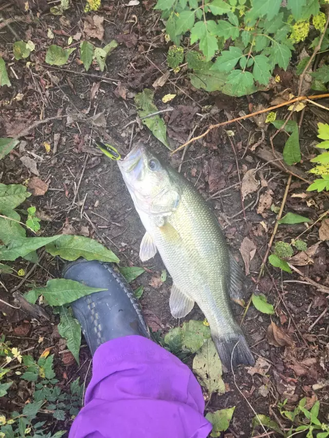 2lb bm bass