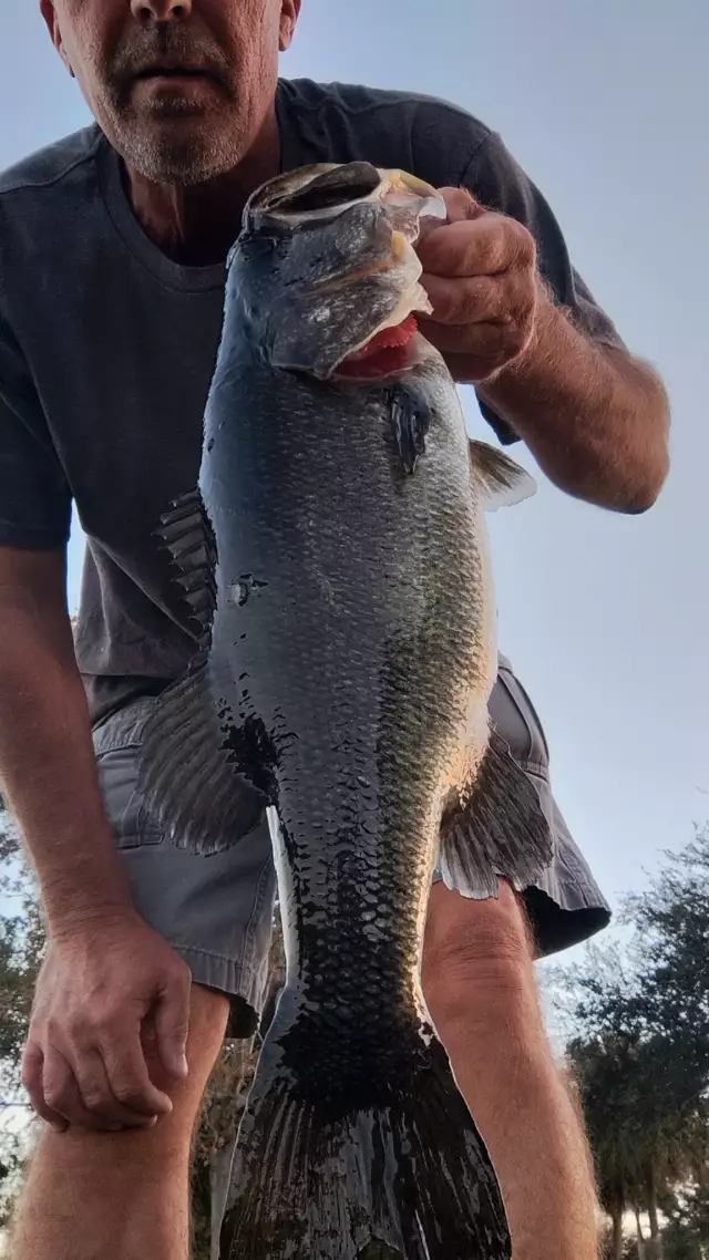 5 1/2 lb. Largemouth bass