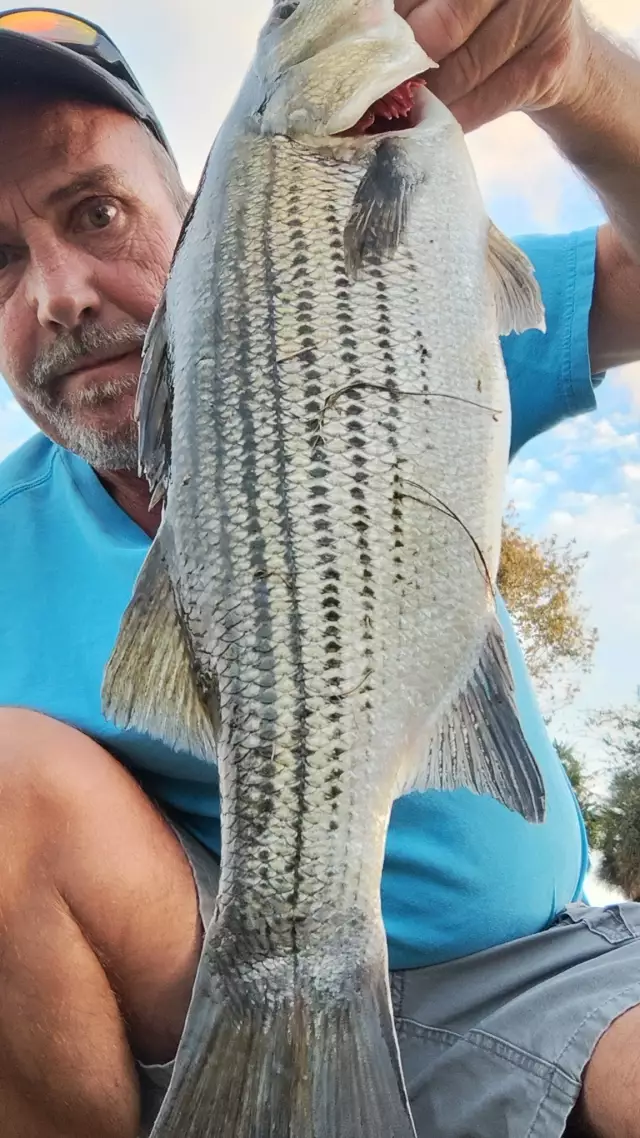 6lb. Striper bass