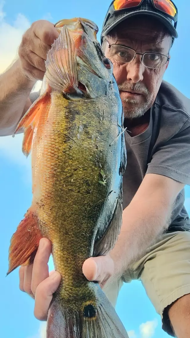 5lb. Peacock bass