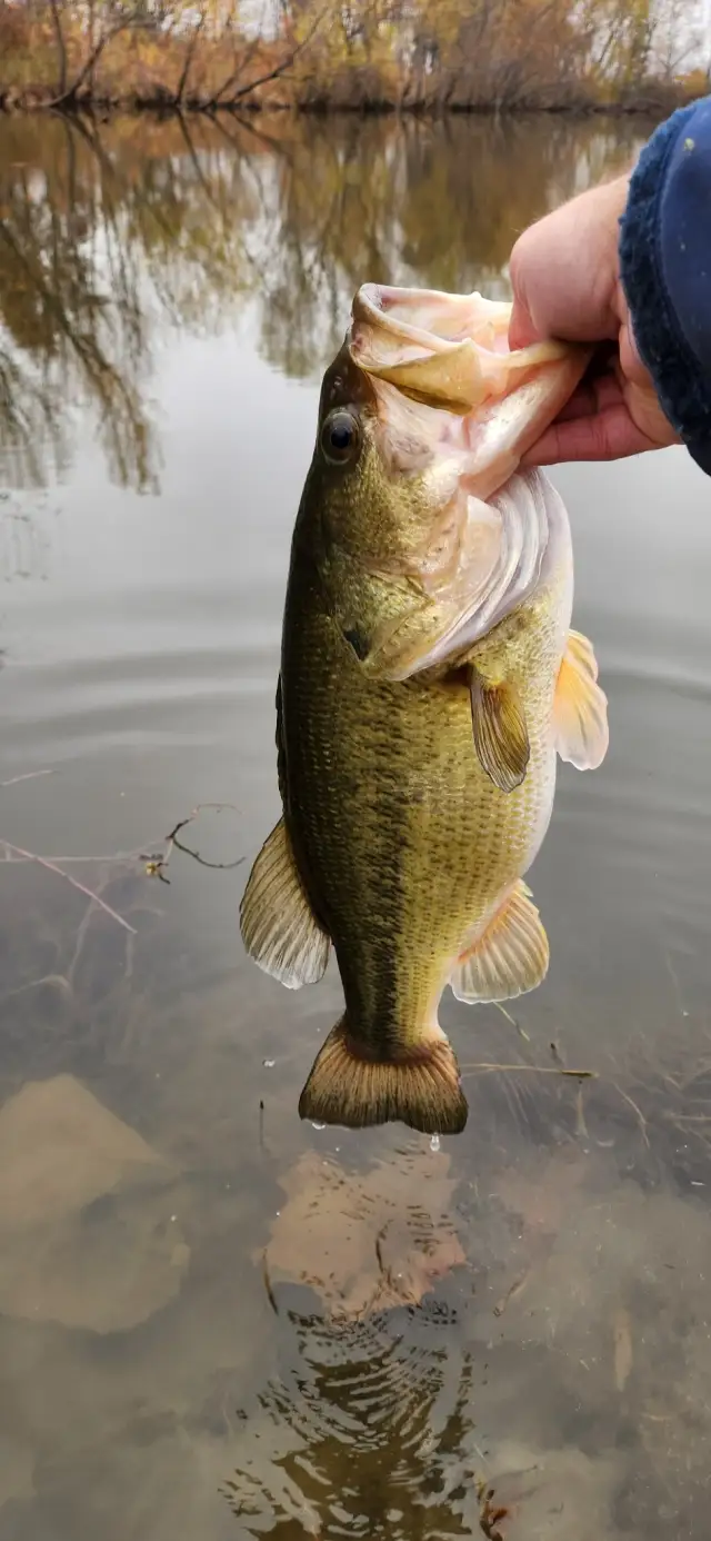 Largemouth Bass