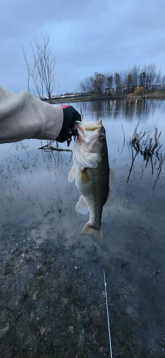 Largemouth bass