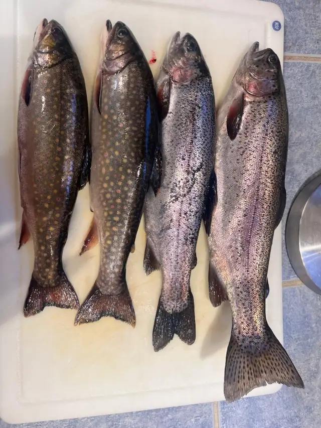 Rainbow + Brook Trout