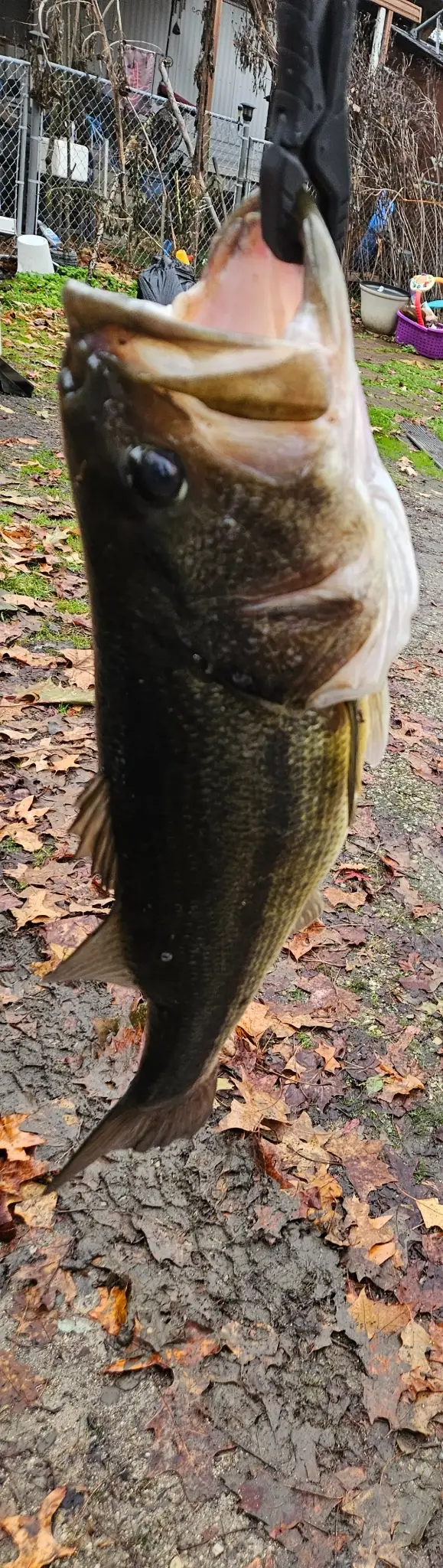 5.3 pound big mouth bass