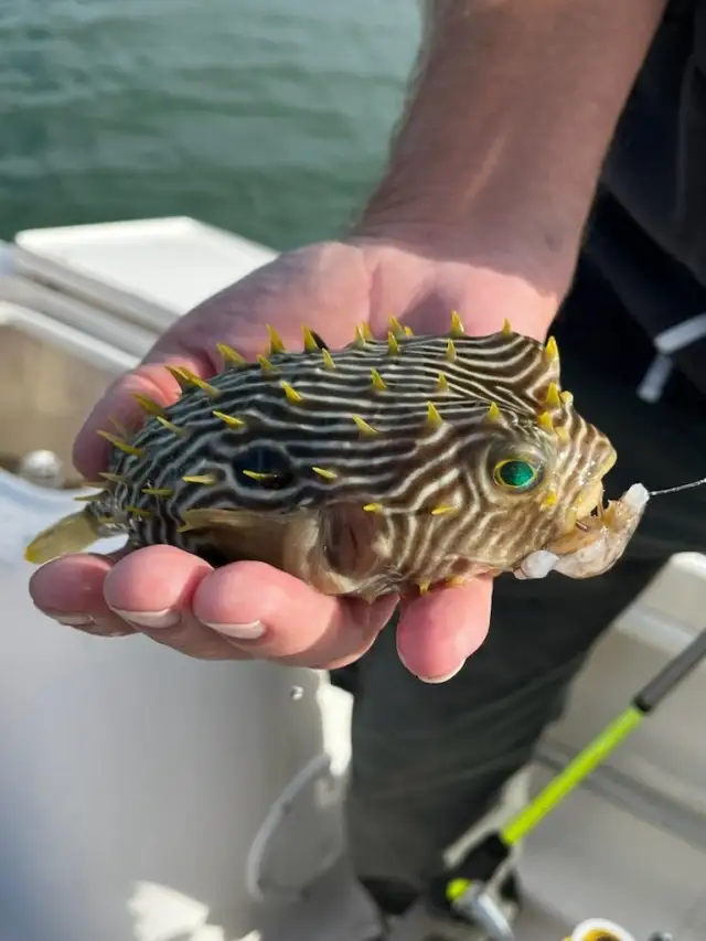 Baby Porcupine Fish