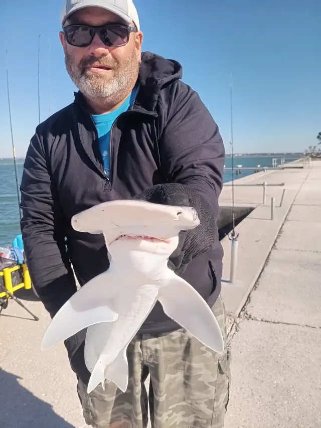 Bonnet head shark