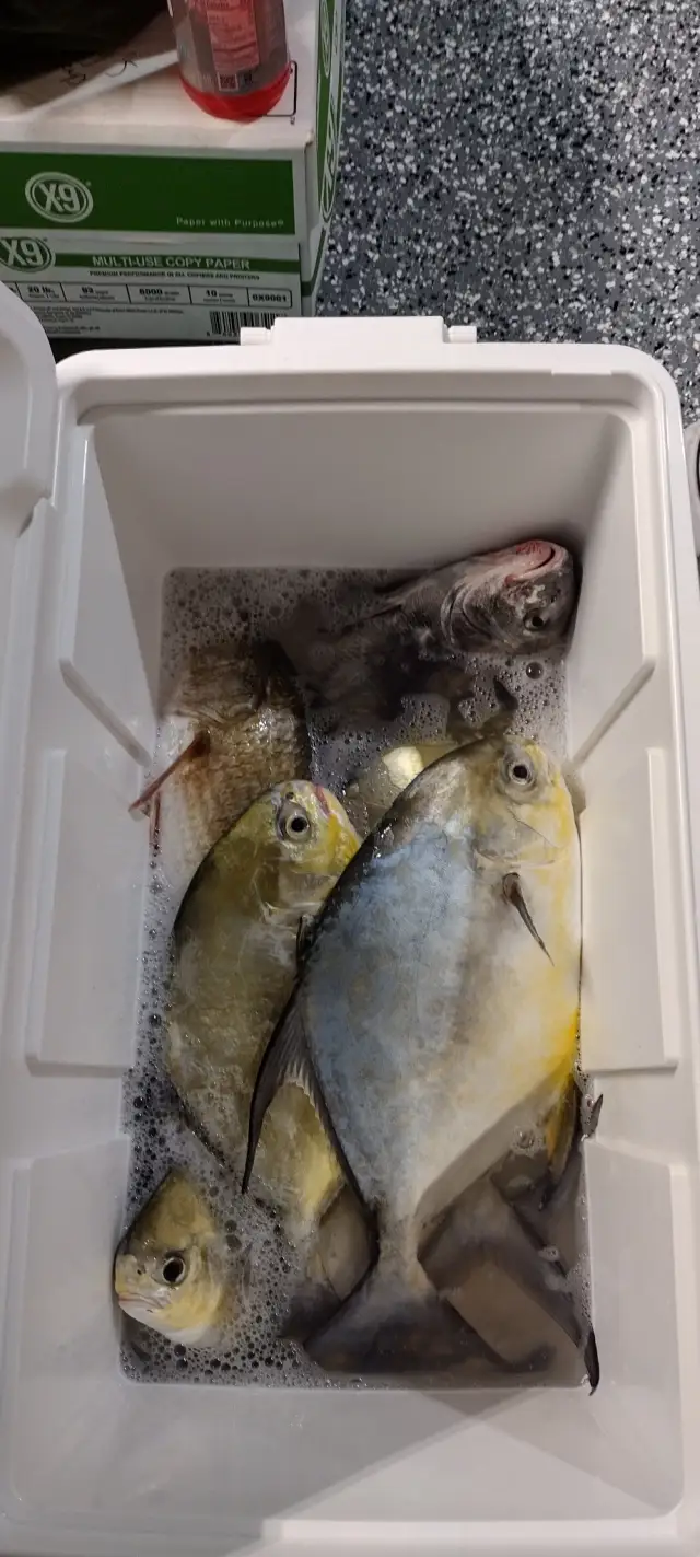 Permit, Red Fish & Black Drum