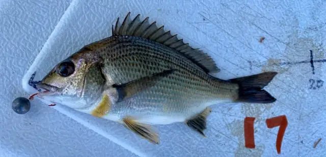 Black Bream (17cm)