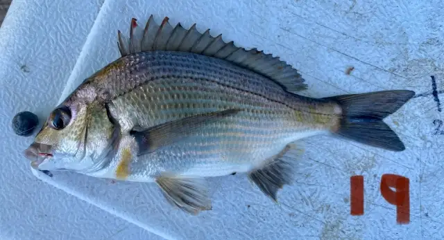 Black Bream (19cm)