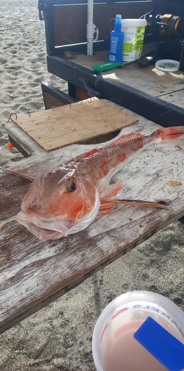 gurnard