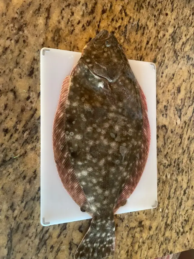 Flounder