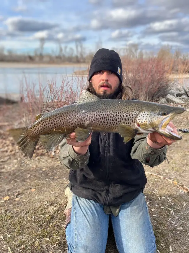 Brown Trout