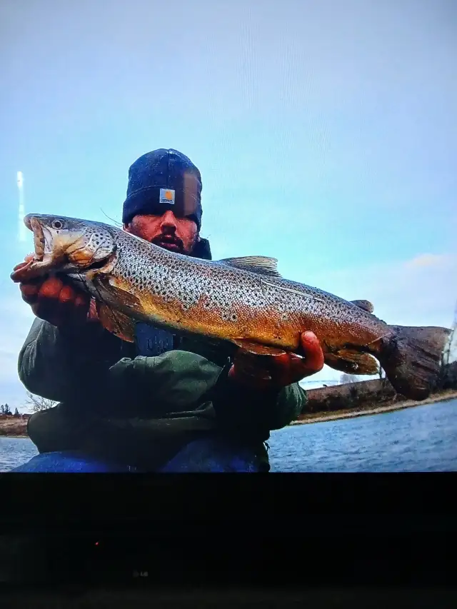 Brown trout