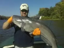 40 lb James river cat