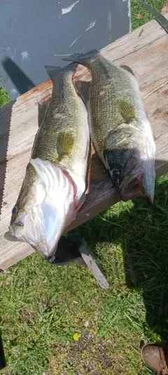 Lmb