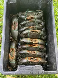 Mud crabs