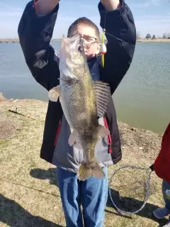 Walleye