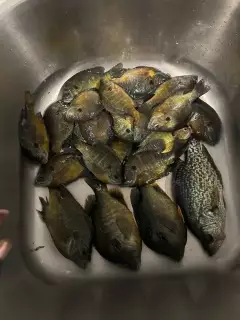 Bluegill and crappie