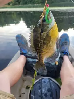 Blue gill