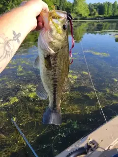 Bass