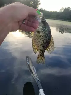 Crappie